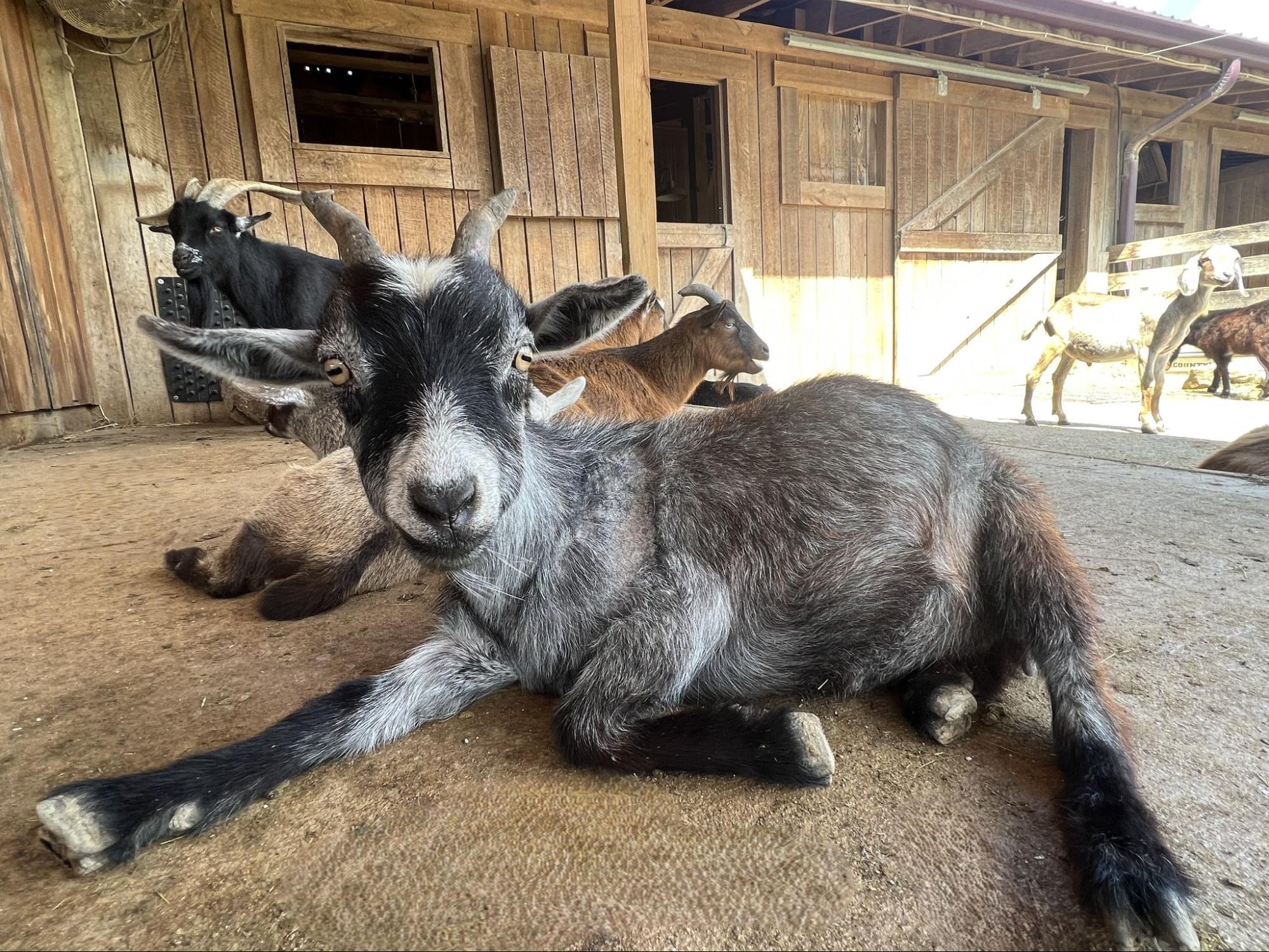 a goat resting at Fox's High Rock Farm